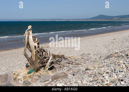 Bleached tree roots & vegetated shingle at the mouth of the River Spey bay, Moray Firth, Inverness, Invernesshire Scotland, UK Stock Photo