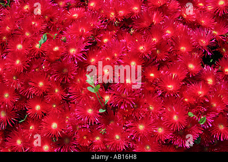 Carpet of red Livingstone daisy flowers Algarve Portugal Stock Photo