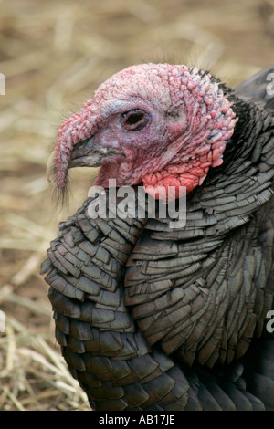 Norfolk Black turkey (Meleagris gallopavo) head in profile Stock Photo