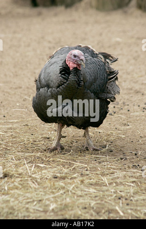 Norfolk Black turkey (Meleagris gallopavo) standing in farmyard. UK Stock Photo