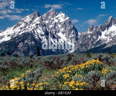 Grand Teton National Park Wyoming showing cathedral view of the mountains with arrowleaf balsamroot blooming in the foreground Stock Photo
