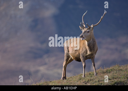 Red deer Cervus elaphus stag in Scottish glen Alladale Sutherland Scotland February