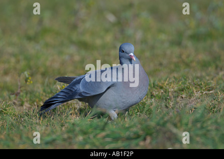 Stock dove or stock pigeon Columba oenas feeding in agricultural set aside field Norfolk England March Stock Photo