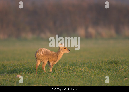 Chinese water deer Hydropotes inermis Norfolk England March Stock Photo