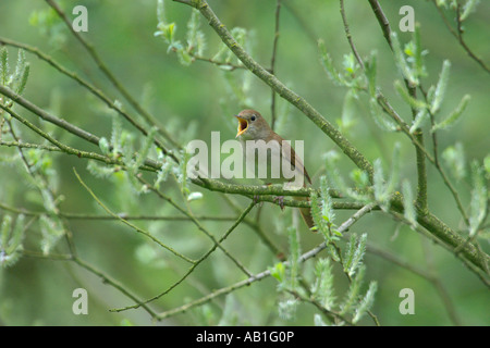 Nightingale Luscinia megarhynchos singing in willow Cambridgeshire England April Stock Photo