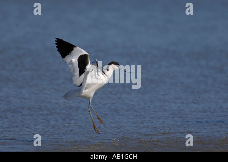 Pied avocet Recurvirostra avosetta adult taking flight North Norfolk England May Stock Photo