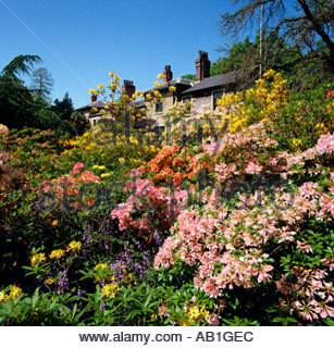 Manchester Didsbury azaleas and spring flowers at the Old Parsonage Gardens Stock Photo