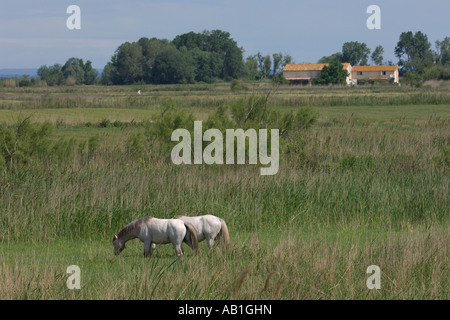 Horses grazing in Camargue marshes France May Stock Photo
