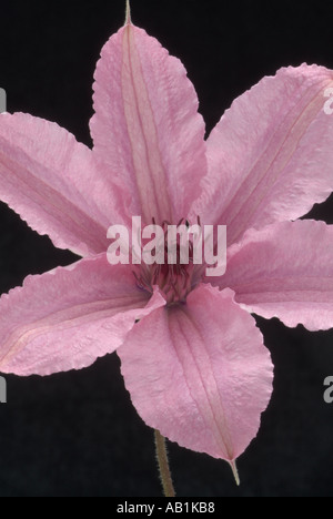 Clematis jackman jackmanii ranunculaceae Stock Photo
