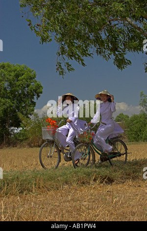 Two young women in conical hats and traditional white ao dai costume ride bicycles on path rice fields near Phan Thiet Vietnam Stock Photo