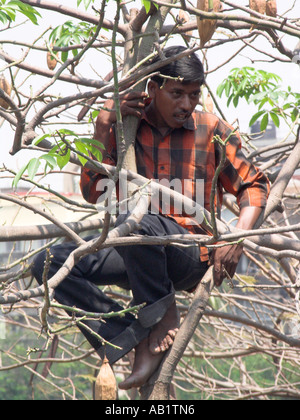 Indian cricket fan climbs high up tree to watch test cricket at Wankhede Stadium Churchgate Bombay India Stock Photo