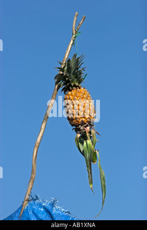 Pineapple tied aloft shows the fruit for sale on that boat Cai Ran floating market near Can Tho Vietnam Stock Photo