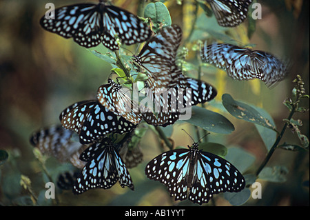 Blue Tiger butterflies at Phansad Wildlife Sanctuary, Murud Janjira / Roha, India Nymphalidae : Brush Footed Butterflies Stock Photo
