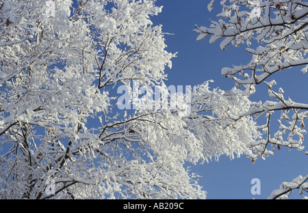 White tree branches laden with crisp snow against blue sky Stock Photo