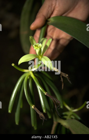 Ground and fermented the long green pods of yellow vanilla climbing orchid form vanilla essence Sahakari Spice Farm Ponda Goa Stock Photo