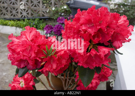 Rhododendrons in pots outside house Stock Photo