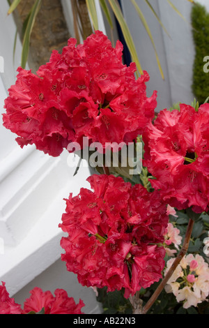 Rhododendrons in pots outside house Stock Photo