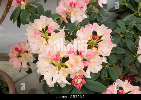 Rhododendrons in pots outside house Stock Photo