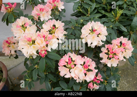 Rhododendrons in pots outside house Stock Photo