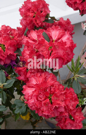 Rhododendrons in pots outside house Stock Photo