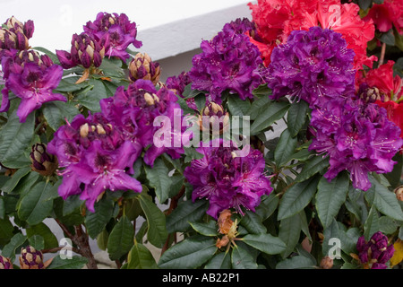 Rhododendrons in pots outside house Stock Photo