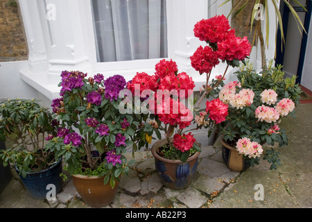 Rhododendrons in pots outside house Stock Photo