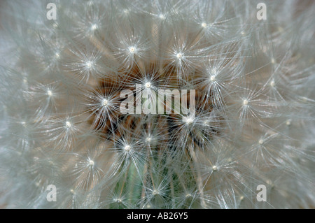 Dandelion seeds Stock Photo