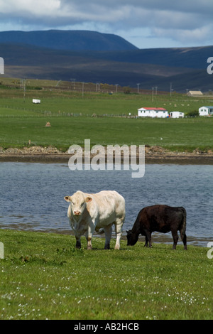 dh Lyness HOY ORKNEY Beef cattle grazing in field above Ore bay white bull staring cow eating Stock Photo