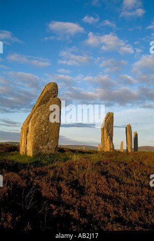 dh  RING OF BRODGAR ORKNEY Neolithic standing stones henge circle prehistoric heather unesco world heritage site Stock Photo