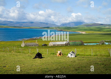 dh Swanbister Bay ORPHIR ORKNEY Traditional farm house cattle beef cows laying down in field animal lying uk Stock Photo