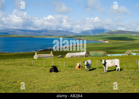 dh Swanbister Bay ORPHIR ORKNEY Traditional farm cattle beef cows in field fields uk herd croft scotland animal house Stock Photo