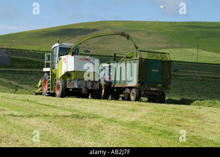 dh Kirbister STROMNESS AREA ORKNEY Silage harvesting combine harvester tractor and grass trailer Stock Photo