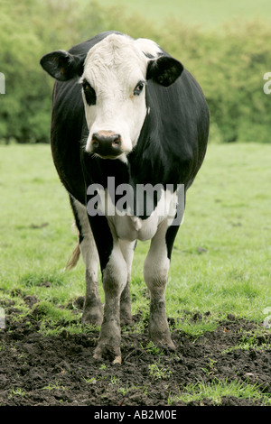 Cow milk arid horn vulnerable animal fauna vertebrate vertebrates warm herbivores  herbivore ungulates ungulate even one walking Stock Photo - Alamy
