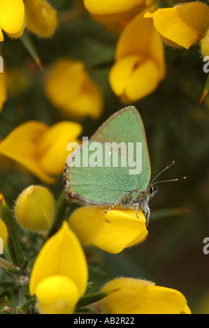 Green Hairstreak Butterfly amongst Bright Yellow Gorse Flowers Stock Photo