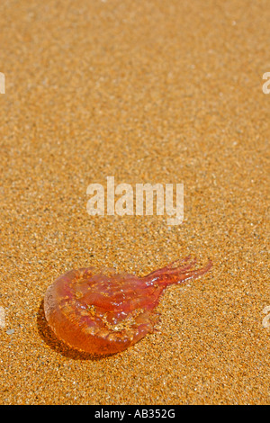 pelagia noctiluca jelly fish washed up on beach Stock Photo