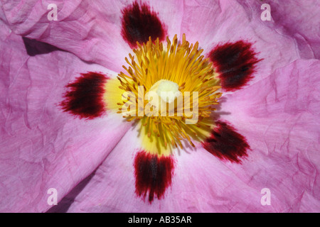 Cistus purpureus flower Stock Photo