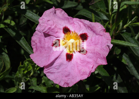 Cistus purpureus flower Stock Photo