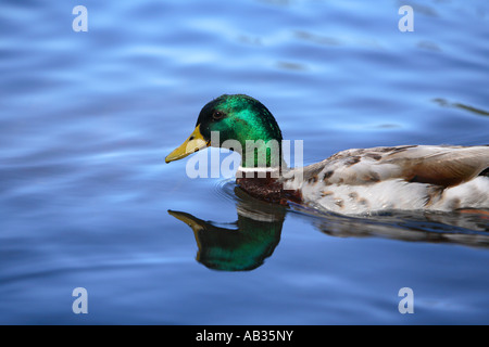 Mallard duck in water Stock Photo