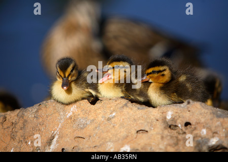 Three ducklings with mother in background Stock Photo