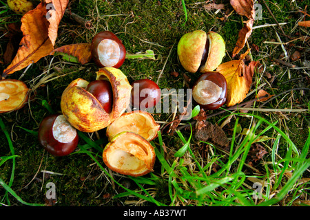 Ripe Conkers Horse chestnut on the forest floor.Yorkshire,England,UK Stock Photo