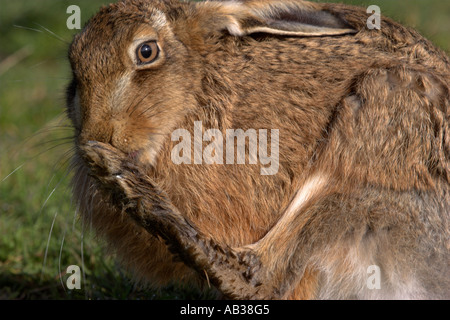 Brown hare Lepus europaeus washing feet Inverness shire Highland Scotland United Kingdom Stock Photo