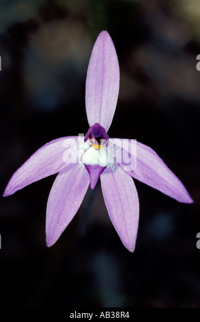 Wax Lip Orchid Glossodia major Australia Stock Photo