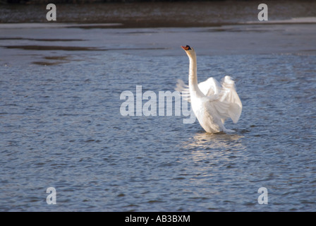 Swan in the Huron River, Ann Arbor, Michigan Stock Photo - Alamy