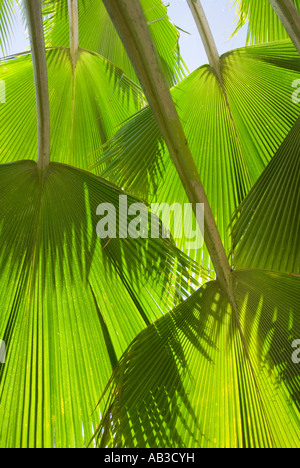 Fan Palm Fronds Kailua Oahu Hawaii Stock Photo - Alamy