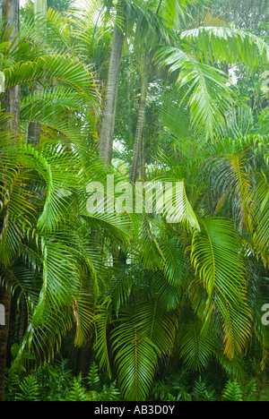 Fan Palm fronds Kailua Oahu Hawaii Stock Photo - Alamy