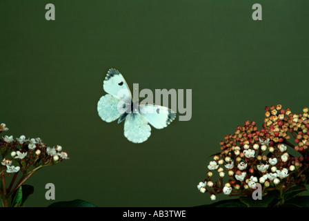 Orange Tip Butterfly Anthocharis cardamines in flight over flowers high speed photographic technique United Kingdom Stock Photo