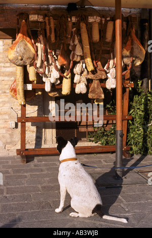Dog interested in salami and ham hanging outside shop Montefalco Umbria Italy Stock Photo