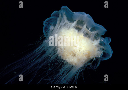 Lion s mane jellyfish Cyanea capillata bell with tenticles Norway