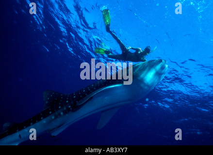 Whale shark Rhincodon typus with snorkeller diver Red Sea Egypt Stock Photo