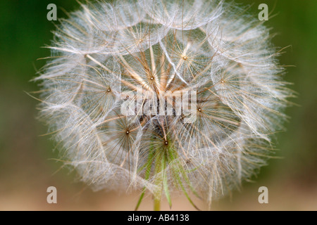 Fluffy, white seed head of dandelion,  taraxacum officianale. Children pretend it is a clock , counting seeds left after blowing Stock Photo